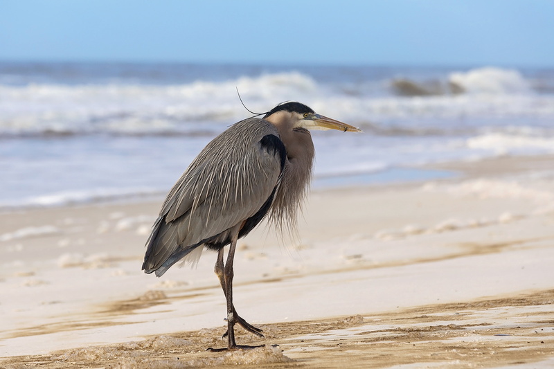 sea, ocean, animal themes, one animal, focus on foreground, water, beach, seashore, outdoor, 4K, vacation, animals in the wild, wave, land, sand, no people