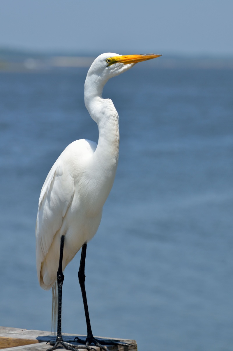 one animal, outdoors, sea, bird, perching, standing, wing, animals in the wild, natural, heron, neck, great white egret, avian, wading, animal wildlife
