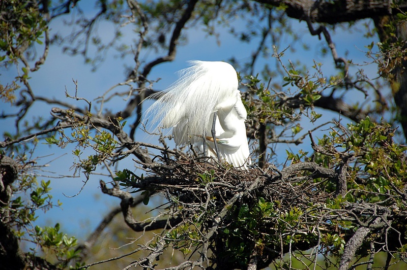 natural, nesting, focus on foreground, flying, 2K, egret, marshland, beak, flight, nest, waterfowl, american, bill, low angle view, beauty in nature, water