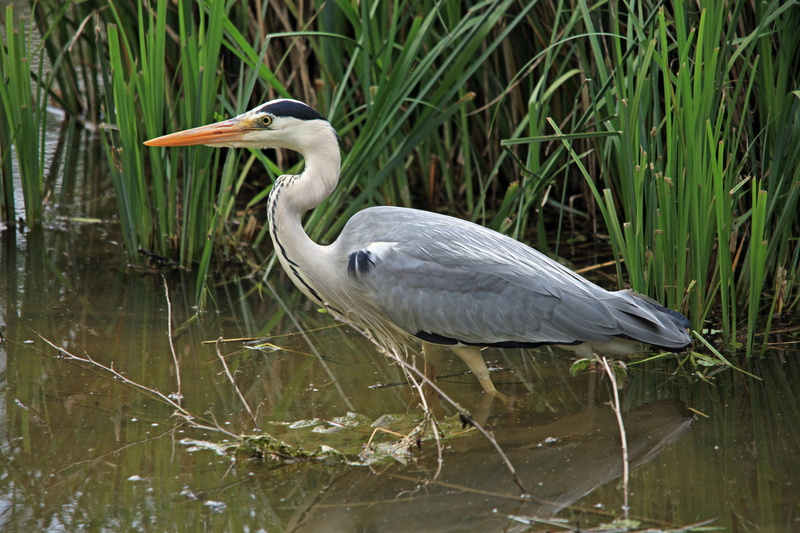 one animal, no people, gray Heron, swamp, heron Family, lake, close, animal themes, side view, heron, animals in the wild, bill, bird, animal, vertebrate