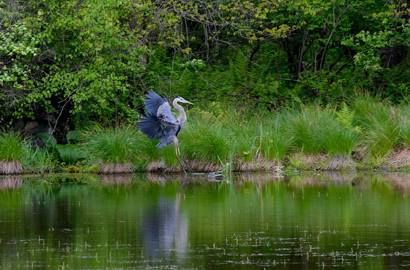 vertebrate, Water, flying, feathers, 1080P, reflection, lake, nature, peaceful, beauty in nature, tranquil, Bird, heron, plant, one animal, marsh, blue
