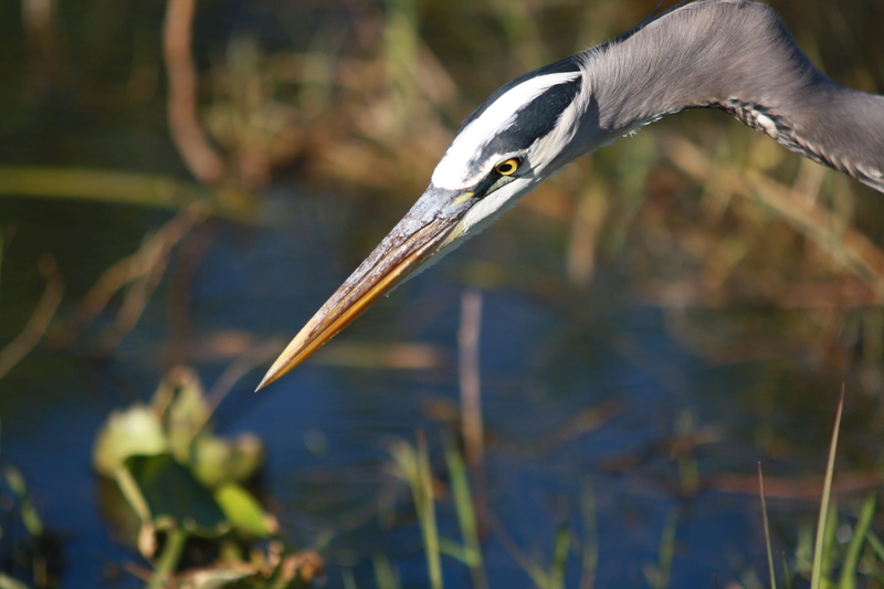 Great Blue Heron, water, macro, nature, 1080P, animals in the wild, one animal, wildlife, day, water bird, animal wildlife, animal themes, lake, everglades