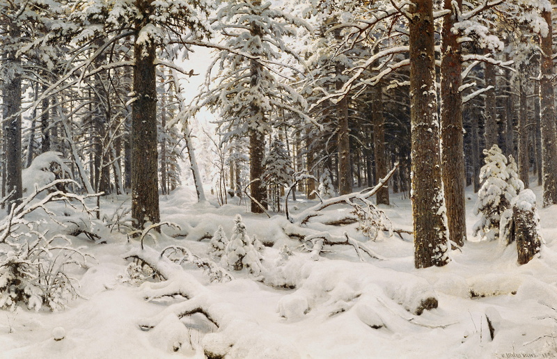 woodland, trees, white color, branch, tranquility, landscape, environment, february, plant, 5K, nature, cold temperature, tree trunk, scenics - nature