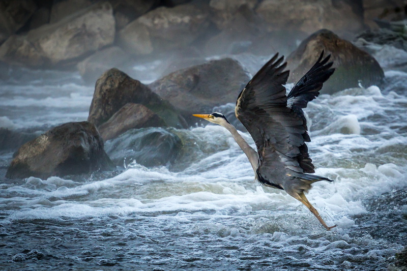 spray, heron, waves, beach, foam, 1080P, Bird, takeoff, rocks