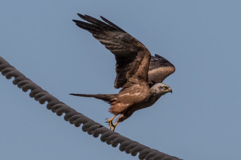 zoology, animal themes, doñana, spread wings, day, huelva, low angle view, outdoors, one animal, águila real, vertebrate, bird of prey, sky, blue, clear sky