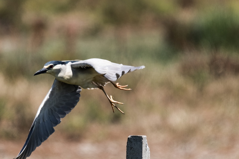 spread wings, beak, animal wildlife, flying, outdoors, day, animal themes, side view, doñana, close-up, birding, andalucia, animals in the wild, animal body part