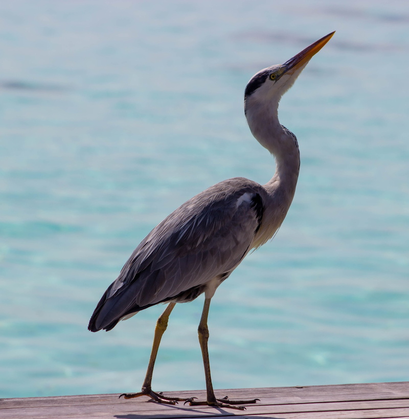 grey heron on decking, nature, water bird, maldives, island, animal, animal themes, focus on foreground, ocean, coast, heron by sea, outdoors, 2K, heron