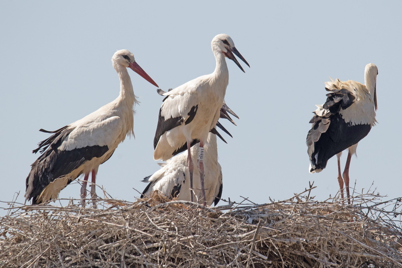 beak, day, animal nest, nature, bird nest, birding, outdoors, two animals, 5K, animal wildlife, spain, stork, nesting, animal family, huelva, bird, perching