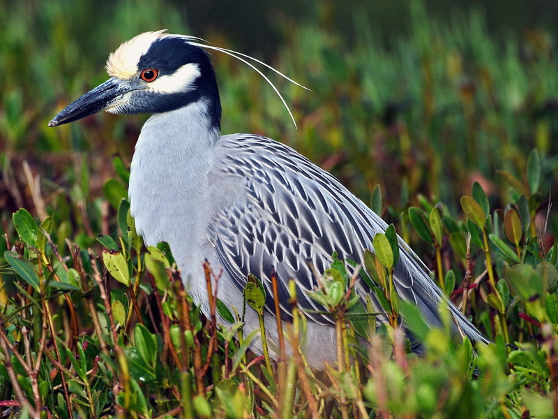 heron, day, water Bird, color, close-up, beak, plant, egret, blue, swamp, marsh, night heron, green Color, feathers, wetland, yellow-crowned, animal themes