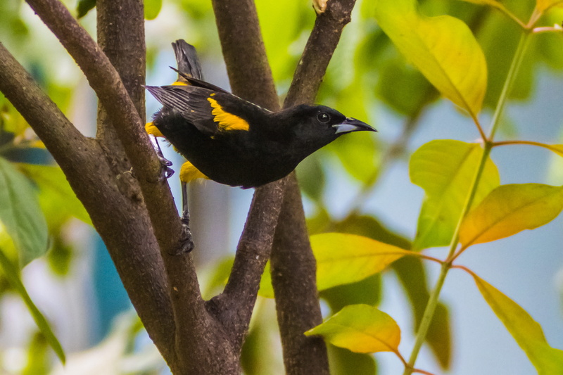 cuba, perching, animal, beauty in nature, plant, 5K, forest, bird, cienaga de zapata, yellow and black, animal wildlife, branch, no people, tropical, one animal