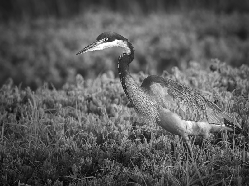 no people, beak, water, park, egret, animal wildlife, plant, bird, animal neck, large, animals in the wild, growth, pond, water bird, profile view, crane