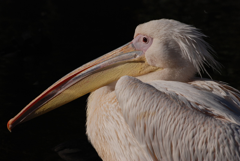 vertebrate, avian, animal body part, animal themes, Great White Pelican, wings, bird, nature, close-up, no people, one animal, pelecanus onocrotalus, wild