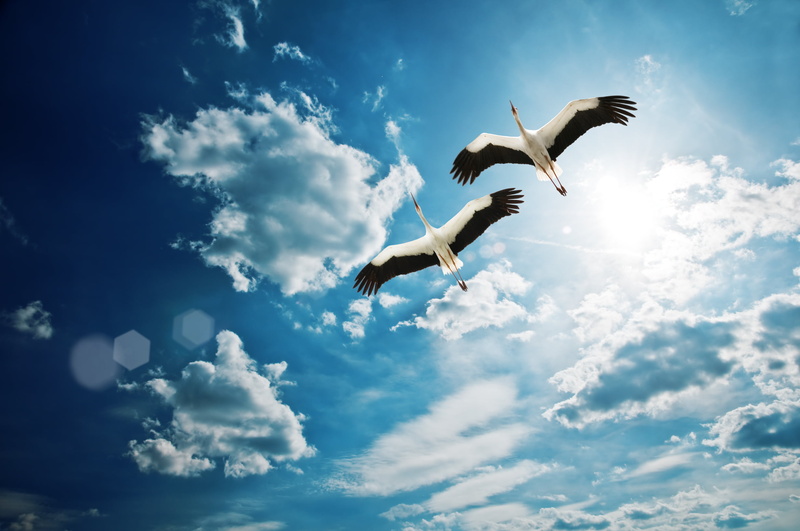 Heron, fly, black, beauty In Nature, summer, spread wings, one animal, 1080P, excitement, sunlight, no People, seagull, flying, vertebrate, feather, cloud - Sky