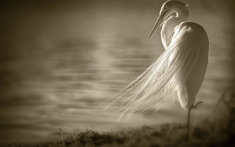 egret, plant, beauty In Nature, wildlife, beak, sky, focus on foreground, one Animal, hairstyle, black white, hair, fragility, land, white, summer, animal