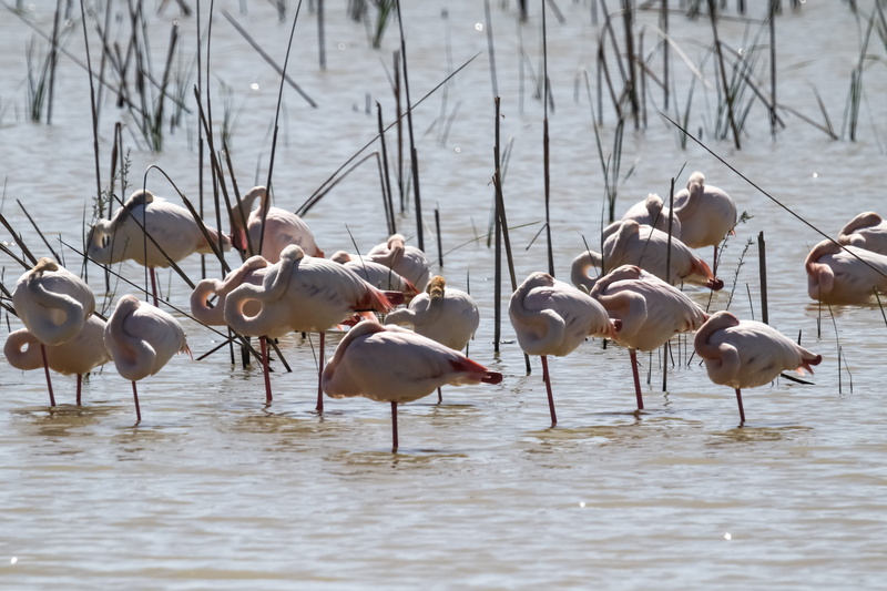 day, doñana park, sunlight, group of animals, waterfront, animal, water, beauty in nature, large group of animals, vertebrate, flock of birds, wildlife