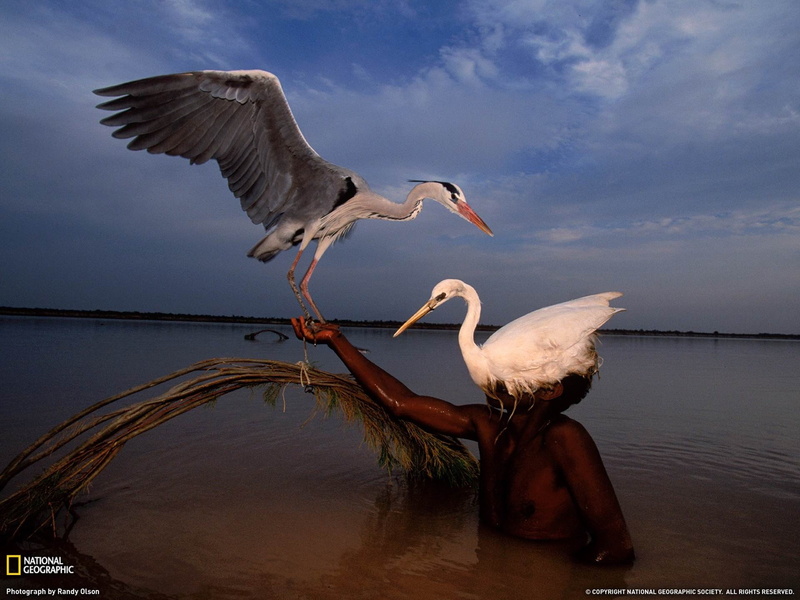 animals in the wild, herons, two, pakistan, sea, cloud - sky, hunter, 1080P, two animals, water, animal themes, gray, vertebrate, spread wings
