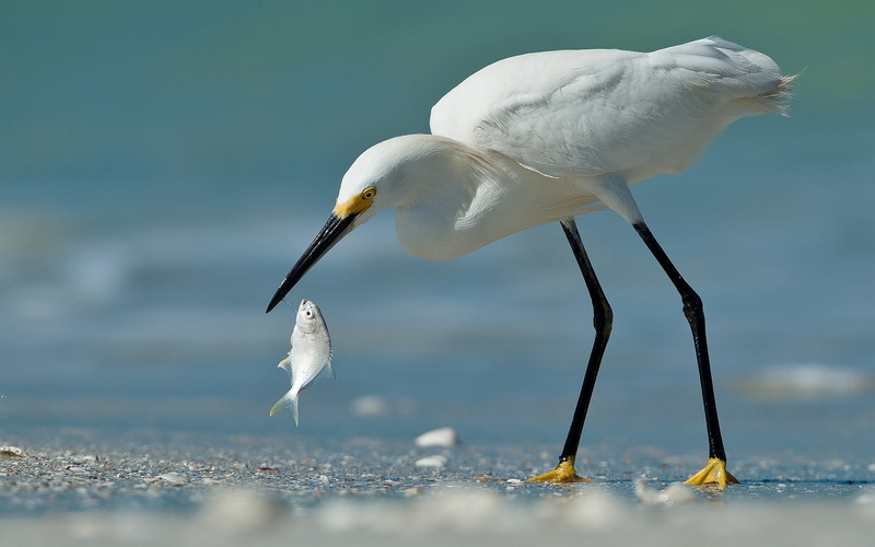 1080P, fish, beach, poultry, heron