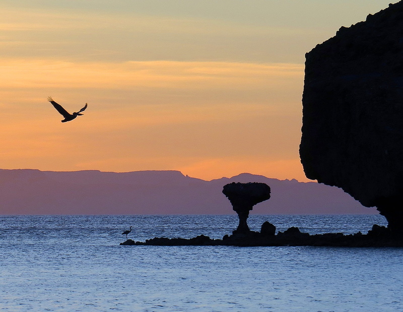 pelican, solid, vertebrate, beside, twilight photography, body, one animal, seagull, animals in the wild, human arm, backlighting photography, sky, scenics - nature