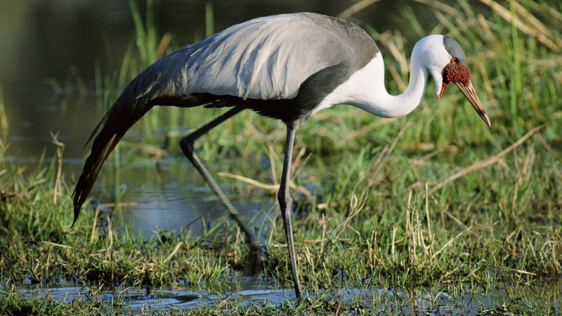 stork, grass, outdoors, feather, african, animal themes, red, beak, gray Heron, standing, africa, animal wildlife, wildlife Reserve, animal neck, beauty In Nature