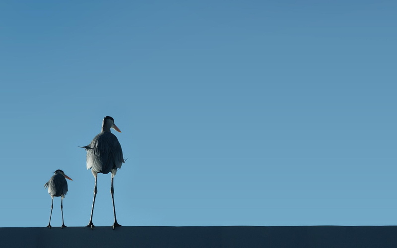 funny, blue, heron, roof, bird, cranes, animal, birds, oiseaux, wading bird, animals, crane, 1080P, oiseau