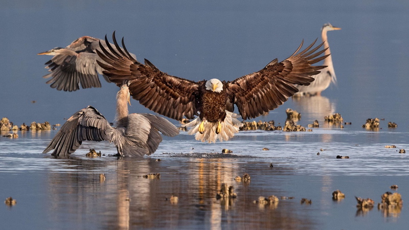 Wings, Birds, Bald Eagle, Animal, 1080P, Bird, great blue Heron