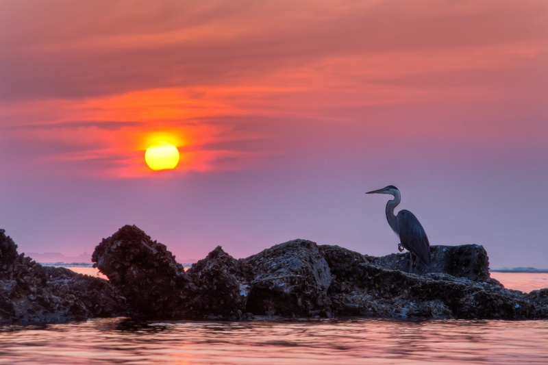 Animal, Bird, Heron, Blue Heron, Sunset, Birds, Rock, Ocean, Sea, 1080P