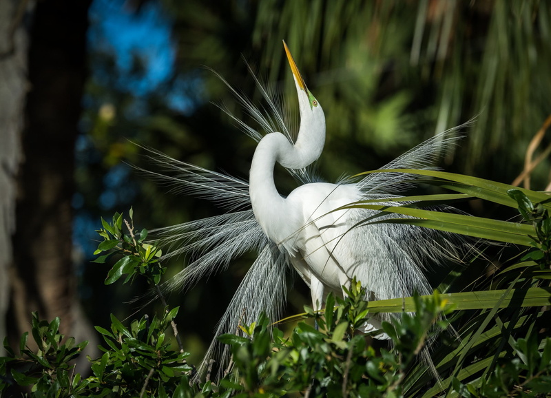 growth, one animal, animals in the wild, land, Heron, feathers, vertebrate, 1080P, focus on foreground, animal themes, bird, animal, beauty in nature