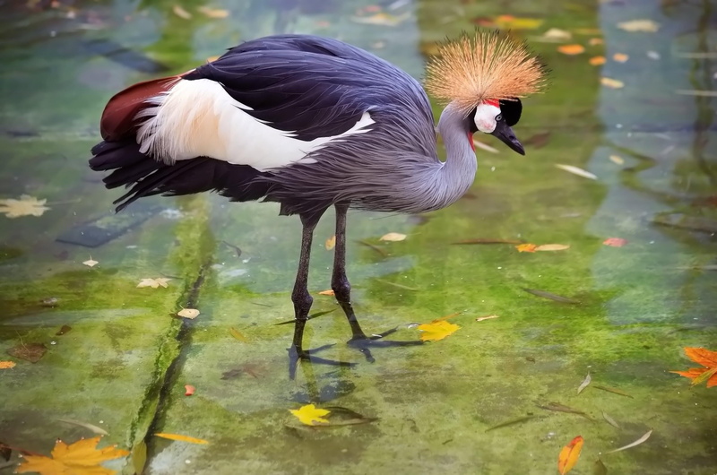 wildlife, flamingo, animal wildlife, multi Colored, beauty In Nature, feather, heron, zoo, stork, close-up, pond, lake, crane, animal themes, reflection