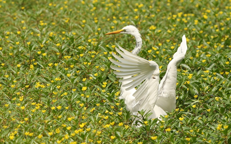 Flowers, Heron, Wings, bird, Birds, 1080P, White