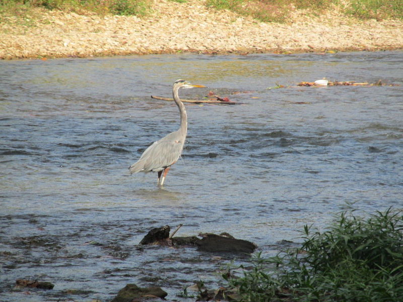 photography, heron, blue, eagle, outdoors, 720P, brds, nature, war, mill