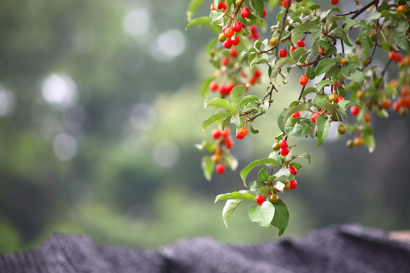 zhang and, fruit, 5K, leaf, tree, focus, red, growth, outdoors, close-up, food and drink, selective, plant, bodhi, nature, berries, selective focus, food