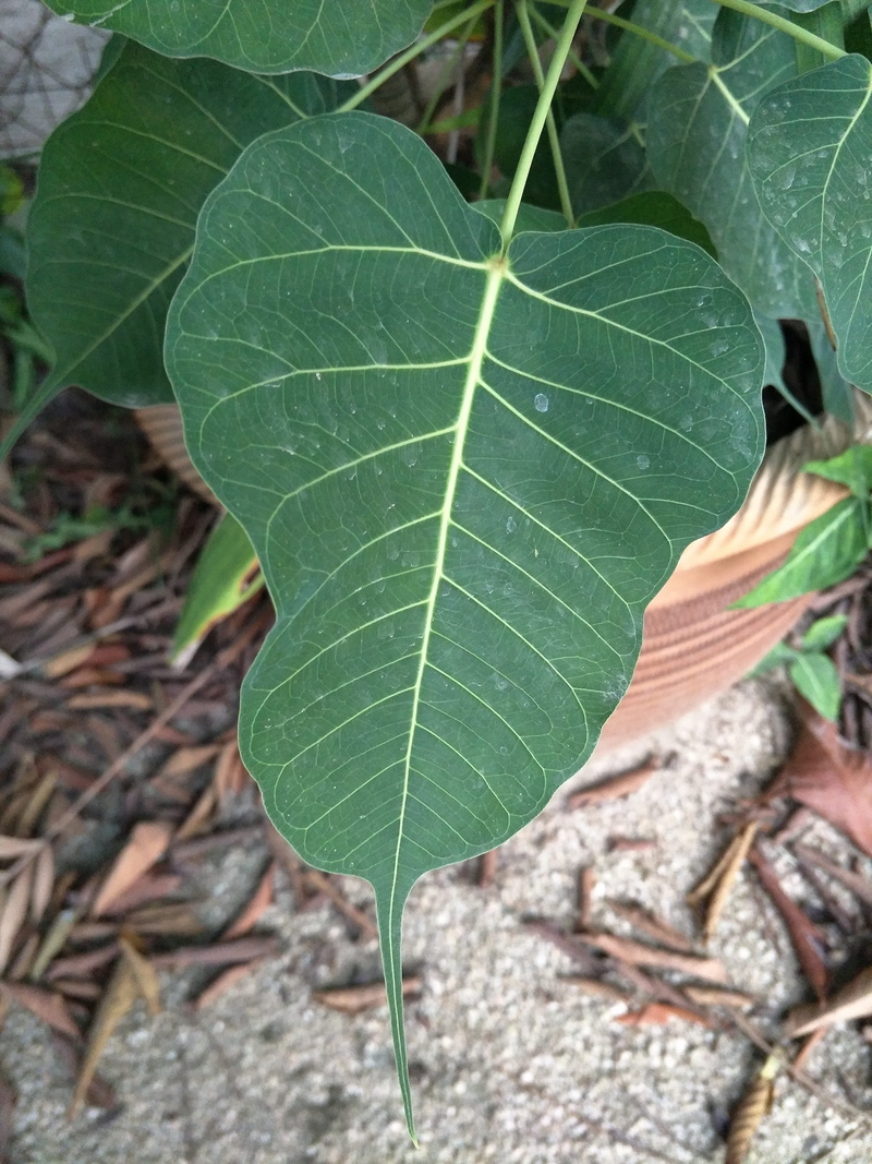 botany, growth, no people, outdoors, vulnerability, day, freshness, plant part, fragility, leaf, green leaves, nature, leaf vein, close-up, leaves, selective focus