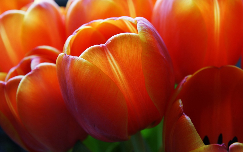 gnome, gnu linux, 2K, flowers