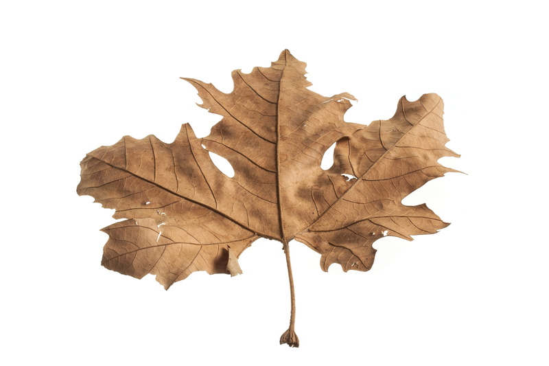 change, the leaves are, fall, vulnerability, cut out, nature, detail, white fund, still life, plant, tree, texture, close-up, leaf, Leaves, yellow, Season