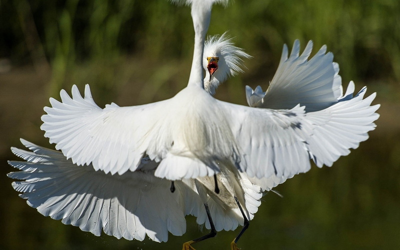 feathers, white, blue, swans, beak, wildlife, flying, outdoors, flapping, day, animal body part, feather, spread wings, close-up, heron, one Animal, mute
