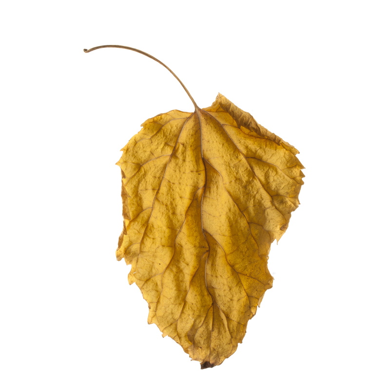 indoors, season, plant, maple, still life, background, tree, leaf, yellow, leaf vein, change, beautiful, texture, white fund, brown, white background, fragility