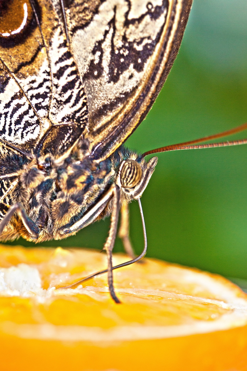 wildlife, animal, beauty in nature, structure, ocher, tropics, caligo eurilochus, no people, animal wildlife, nibble, animal antenna, white, animal eye