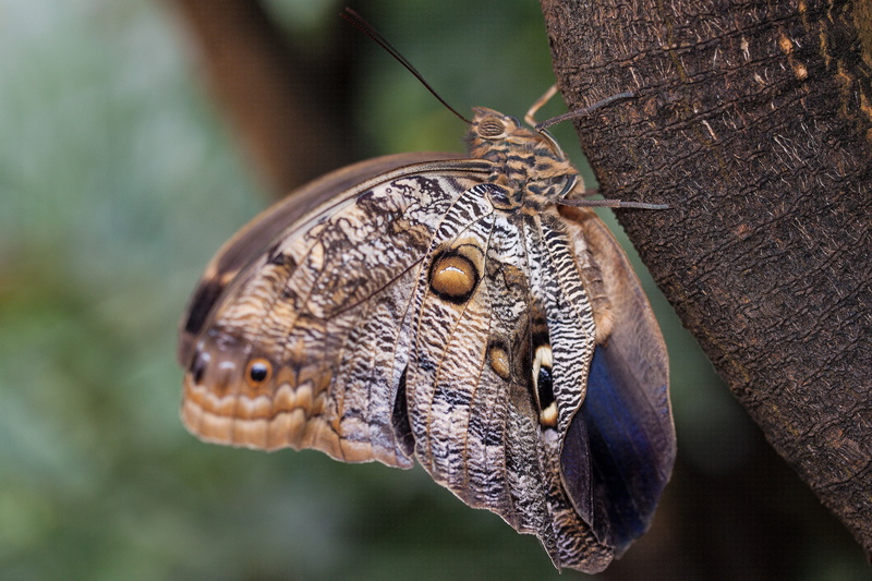 invertebrate, nature, caligo eurilochus, macro, tropical, animals in the wild, animal eye, white, reptile, violet, tribe, tropics, butterfly - insect, animal wildlife