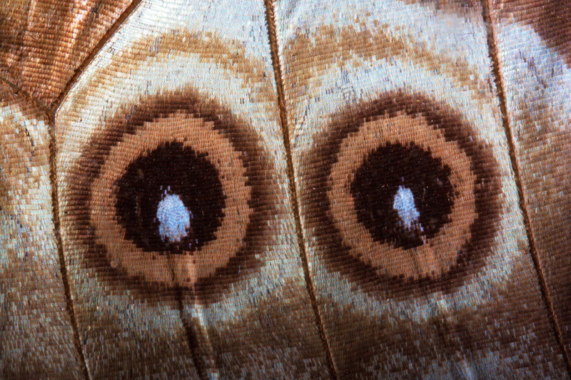 white, fund, shape, full frame, butterfly, ocher, no people, natural pattern, animal, brown, background, exotic, black, macro, studio shot, textured, 4K