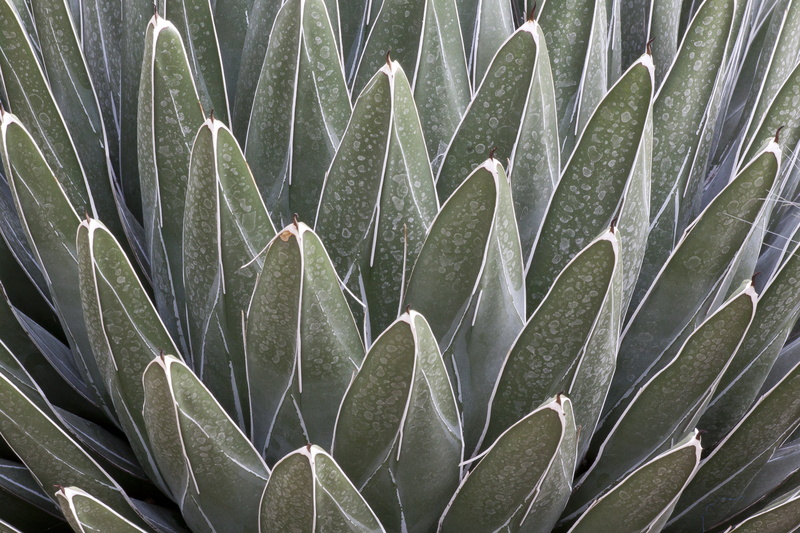leaf, agave victoriae-reginae, growth, background, green, fund, white, structure, field, succulent Plant, full frame, nature, day, plant part, backgrounds