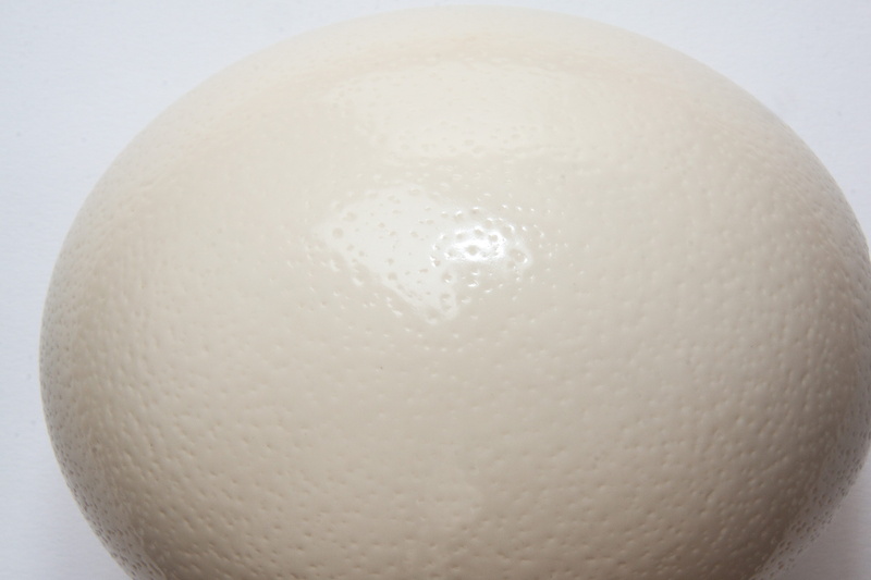 single object, circle, white background, no people, Fund, Ostrich, cream colors, 4K, background, healthy eating, geometric shape, Egg, shape, indoors