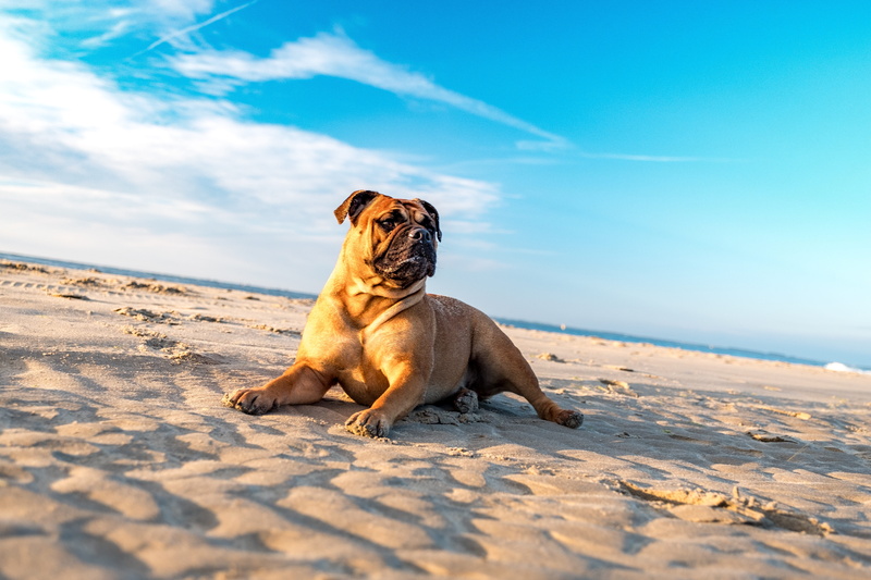 tan, sky, animal themes, sea, one Animal, mammal, puppy, hundeportrait, animal, sandy, land, Portrait, cute, purebred Dog, day, sunny, vertebrate, continentel bulldog