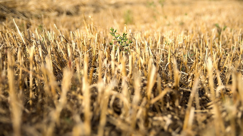 1080P, farm, cereal plant, ripe, little, plant, brown, gold colored, rural scene, mint, growth, rye - grain, wheat, green, wallpap, food and drink, nature