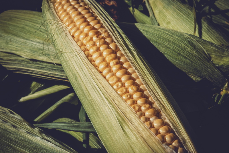 corn kernels, healthy eating, freshness, bio, natural, agriculture, vegetarian food, yellow, food and drink, cereal plant, no people, healthy, wellbeing