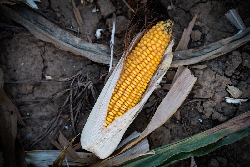 summer, close up, wellbeing, wood - material, vegetable, day, vegetables, ripe, 5K, arable, agriculture, green, no people, nature, corn - crop, healthy eating