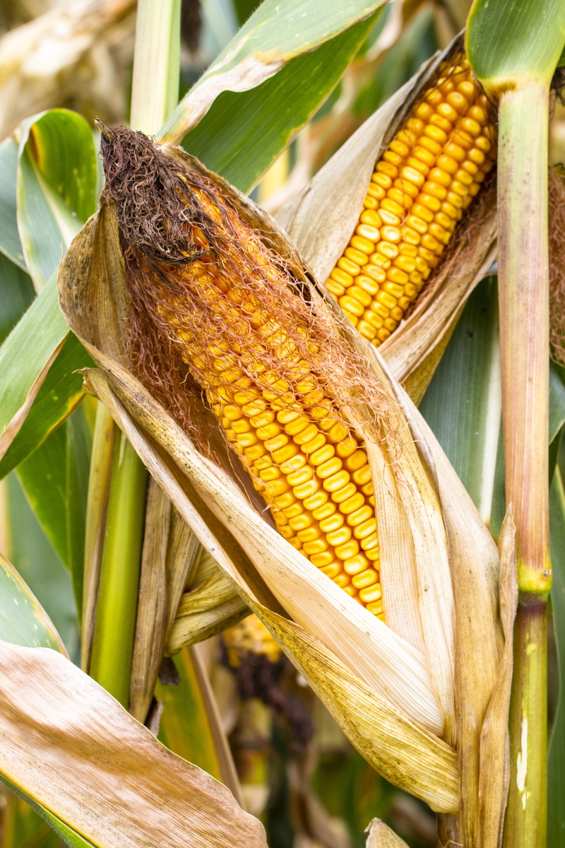 nature, corn kernels, corn on the cob, cereals, focus on foreground, 4K, growth, crop, corn on the cob hair, close-up, sweetcorn, leaf, healthy eating