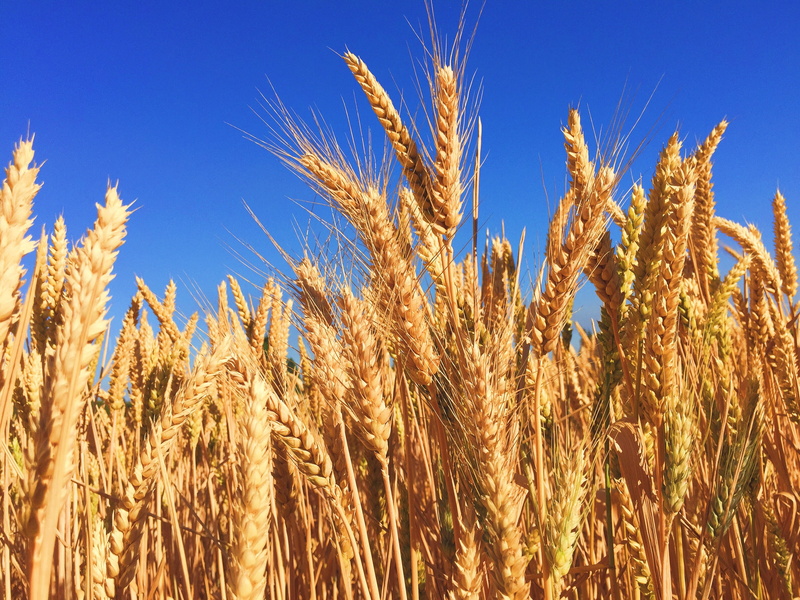 blue, barley, photography, food, organic, landscape, land, wheat grower, ripe, rye - grain, 2K, daytime, field, agriculture, beauty in nature, yellow