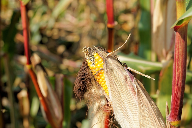 fodder maize, landscape, animal wildlife, green, summer, arable, food, natural product, agriculture, animal body part, animal, one animal, corn, growth