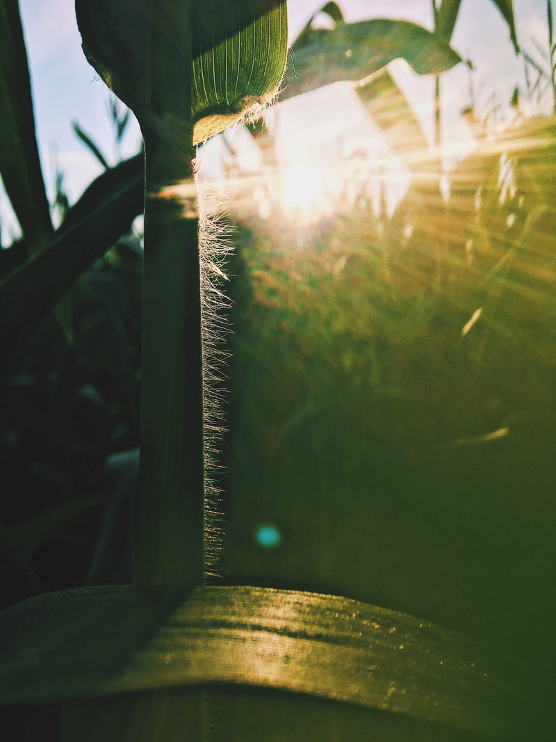 dry, autumn, landscape, nature, evening sun, summer, close-up, agriculture, focus on foreground, field, green, 4K, glass - material, leaf, window, corn kernels
