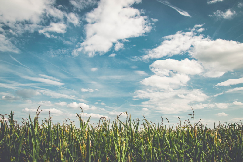 frisch, sun, corn, cloud - Sky, arable, sky, grass, dry, blue, crop, no people, clouds, crops, farm, beauty in nature, cornfield, corn kernels, day, outdoors